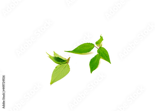 Branch of Jute mallow or nalta jute red Egyptian Spinach leaf isolated on white background