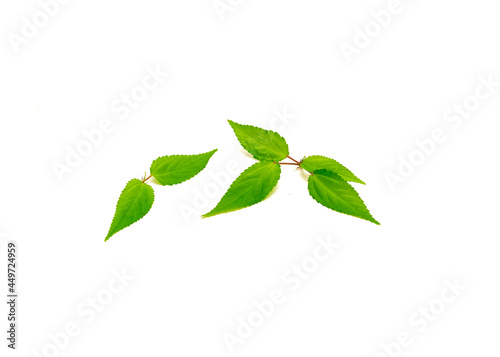 Branch of Jute mallow or nalta jute red Egyptian Spinach leaf isolated on white background © trongnguyen