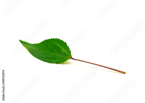 One Jute mallow or nalta jute red Egyptian Spinach leaf isolated on white background photo