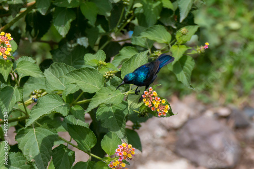 The Palestine sunbird (Cinnyris osea) searching for nectar photo