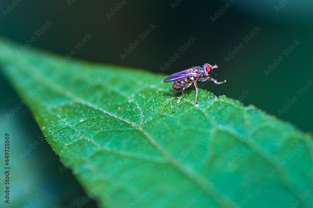 macro of a fly