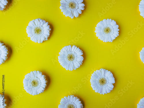 White gerbera flower daisy buds arranged in a pattern on trendy yellow colour background. Creative spring flat lay composition in top view with copy space.