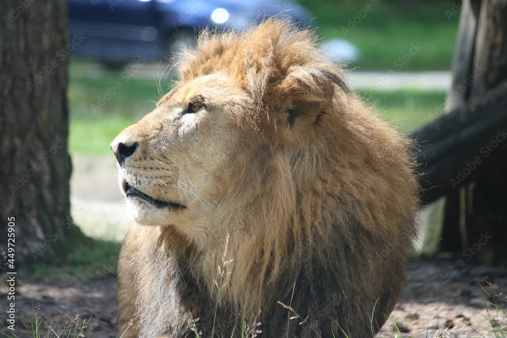 Löwe im Sonnenlicht