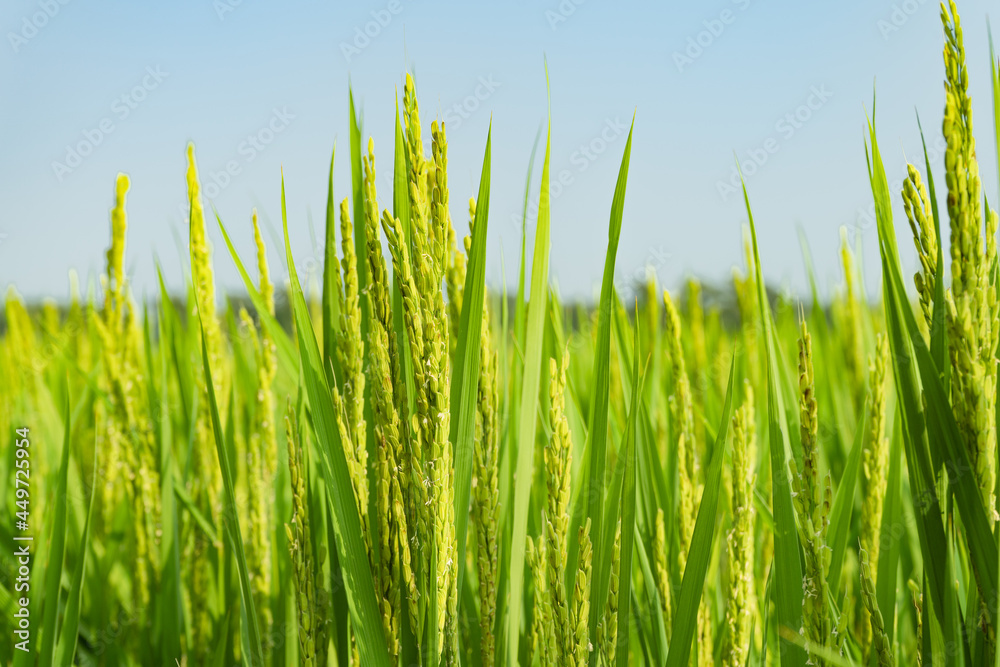 Rice with rice blossoms in Northeast China in August Rice with rice blossoms in Northeast China in August