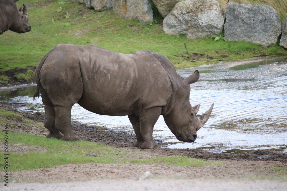 Obraz premium Nashorn am Wasserloch