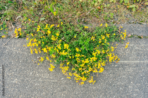 Flowers of Lotus corniculatus covering the asphalth along a road. photo