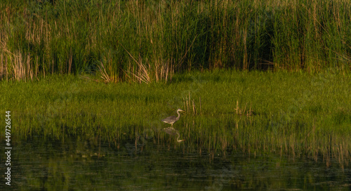 Heron on pond near Lednice town in spring sunny morning