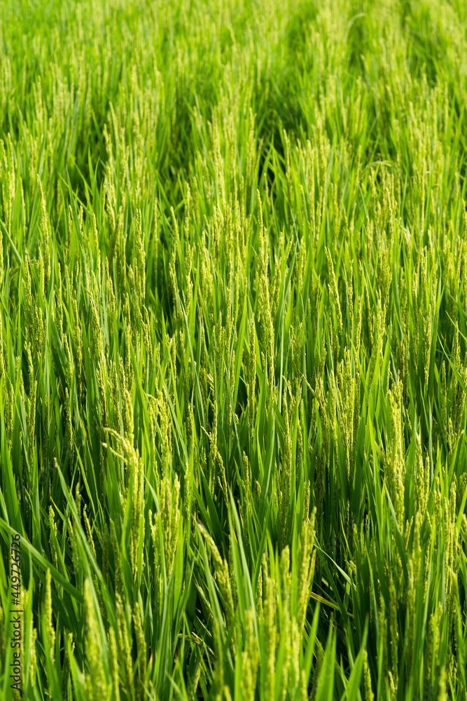 Rice with rice blossoms in Northeast China in August Rice with rice blossoms in Northeast China in August