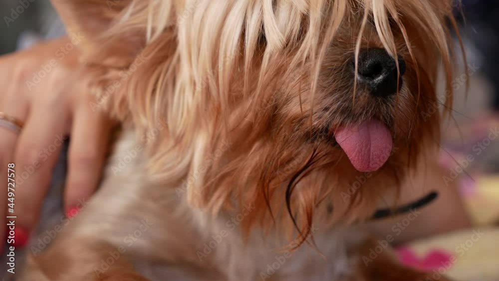 A woman stroking a dog of the Yoksher terrier breed close-up. Yoksher terrier purebred dog portrait. Tame dog for women. Domestic pet dog. Selective focus. slow motion.