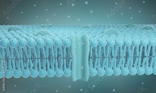 Fototapeta Naklejka Na Ścianę i Meble -  Cell membrane structure , Lipid bilayer 3d illustration