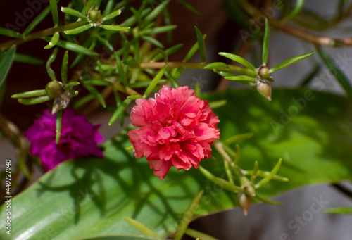 A beautiful  double portulaca grandiflora with red petals against a blurred nature background of plants with green leaves.