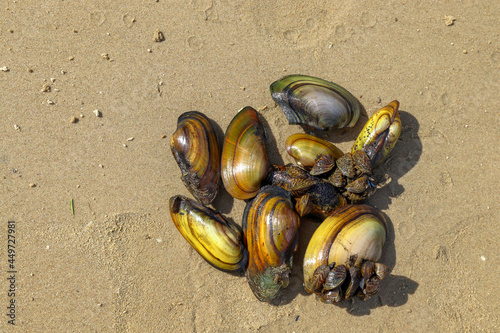 Anodonta cygnea freshwater river molluscs on the sandy shore photo