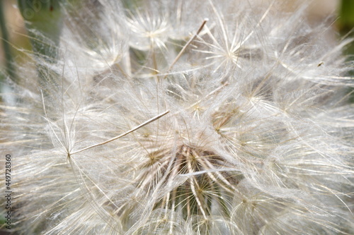 Salsify seed ball close up
