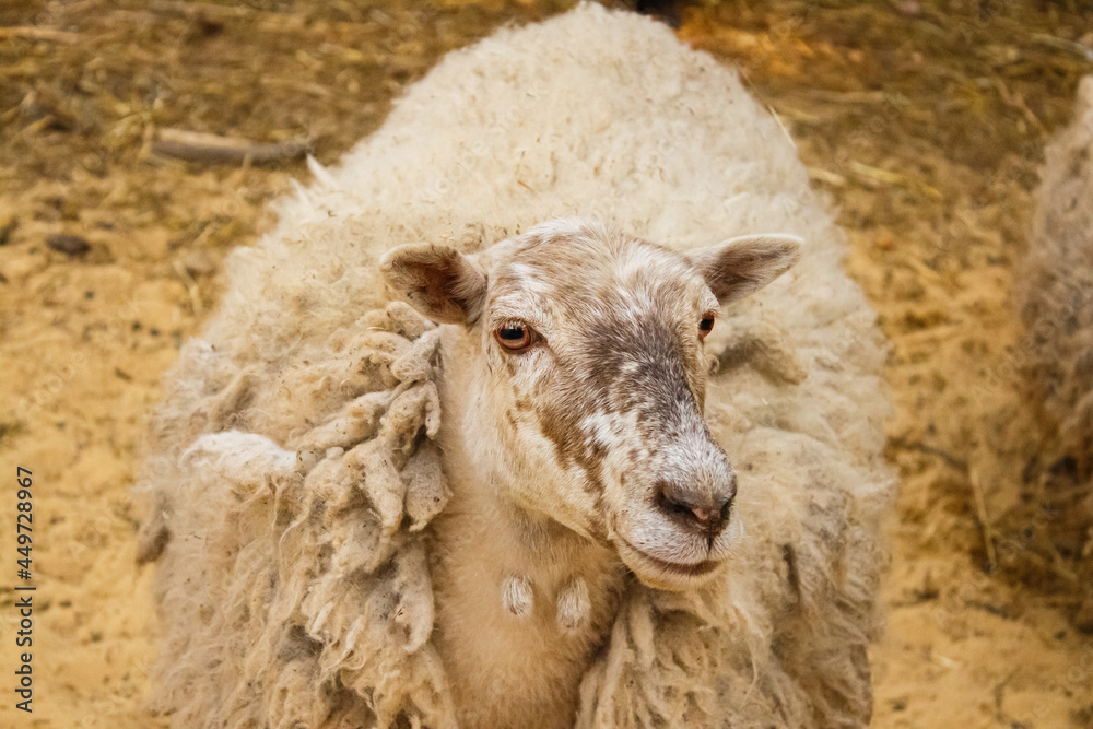 shaggy sheep in a warm pleasant atmosphere shaggy sheep in a warm pleasant atmosphere