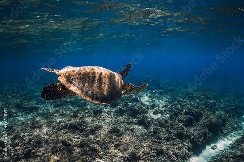 Sea turtle glides in deep ocean. Green sea turtle underwater © artifirsov