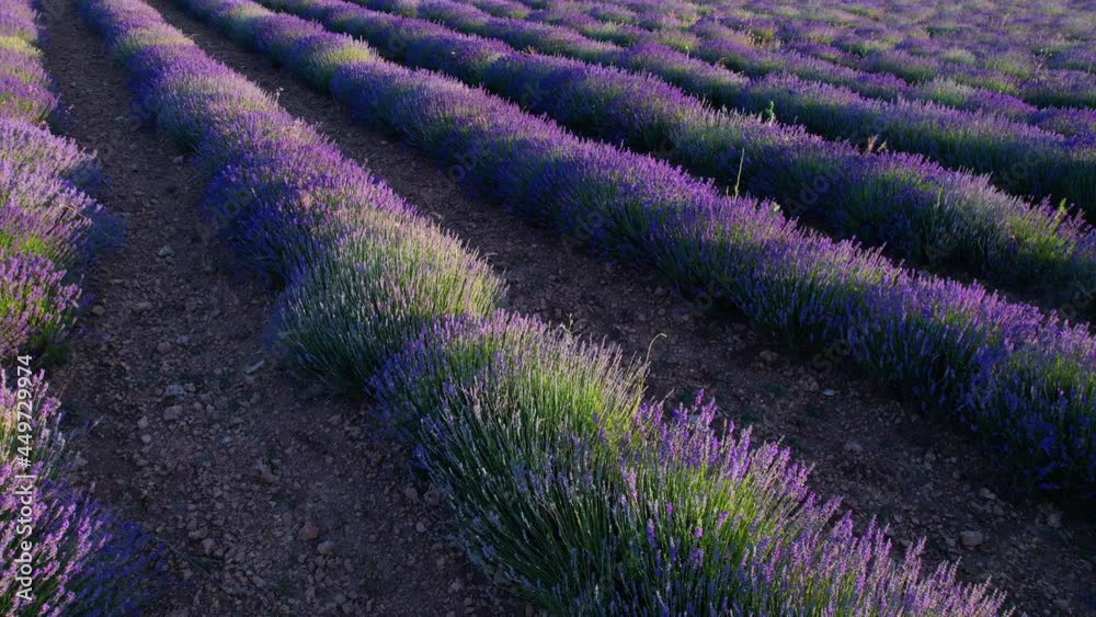 Aerial view from a drone of lavender fields in Brihuega, Guadalajara, Castilla-La Mancha, Spain, Europe