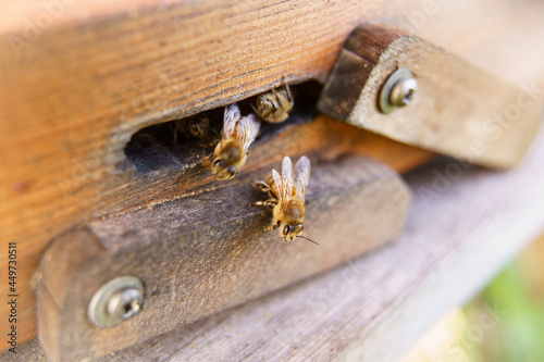Biene fliegt von Bienenstock