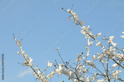 Snow like cotton balls on the branches on a sunny day in spring