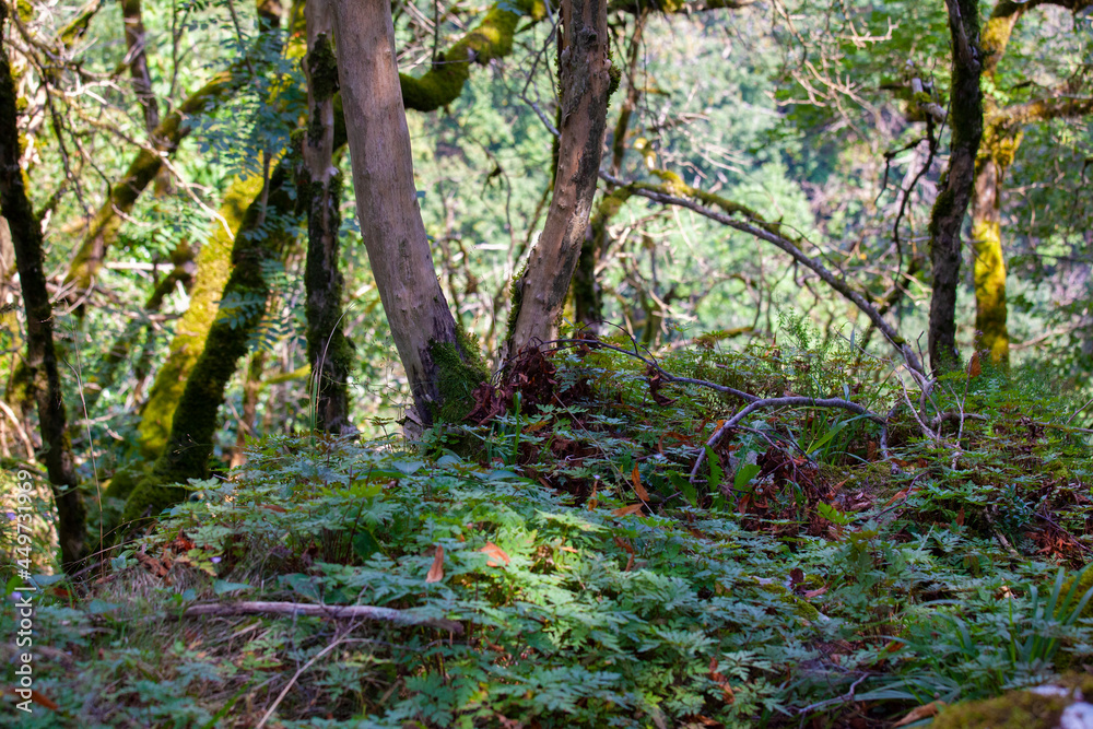 plants in the mountains, moss and ferns plants in the mountains, moss and ferns