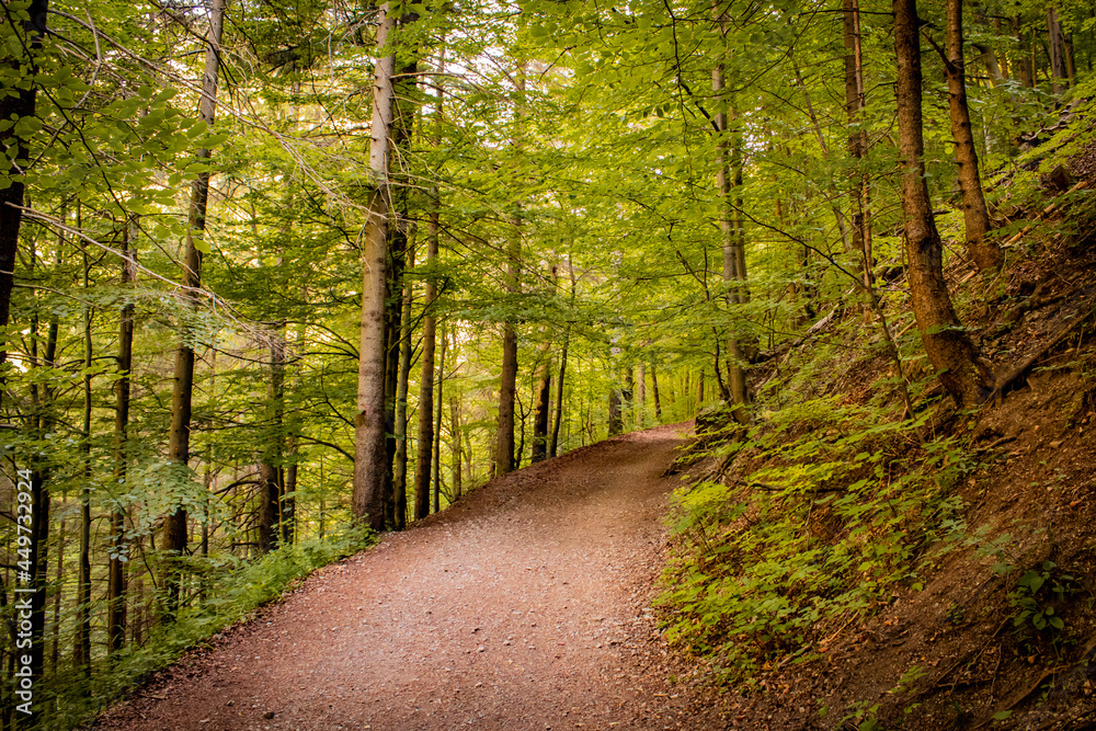 Fototapeta premium Summer forest trail