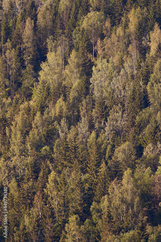 Mixed forests of the Lauvkampen Hill in the southern part of the Totenåsen Hills, Norway.