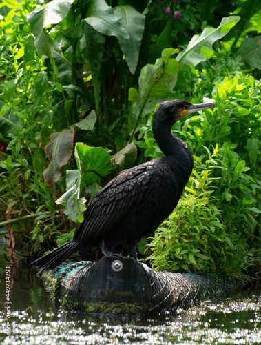 Cormorant in Repose