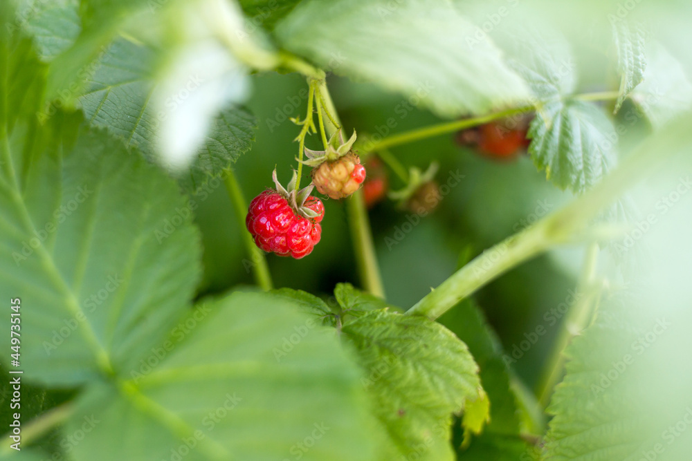 Ripe raspberry in the fruit garden. Red raspberries grow in a green bush. Agriculture concept, gardening Ripe raspberry in the fruit garden. Red raspberries grow in a green bush. Agriculture concept, gardening