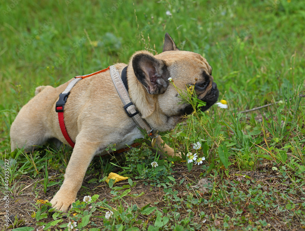 Funny French bulldog puppy among wildflowers