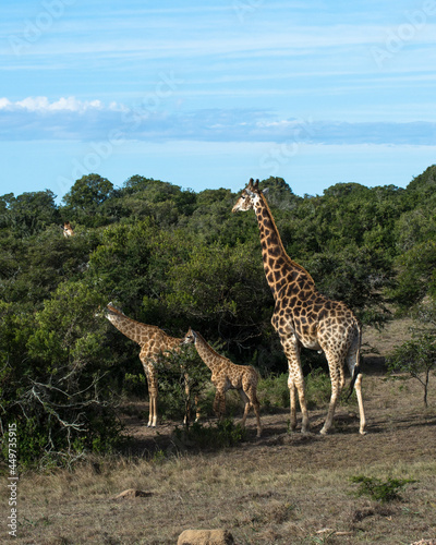 giraffe with babys in the savannah