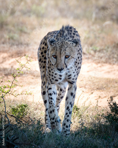 hunting cheetah with sunny backgrund