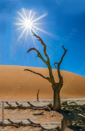 dead tree in dead vlei desert 
