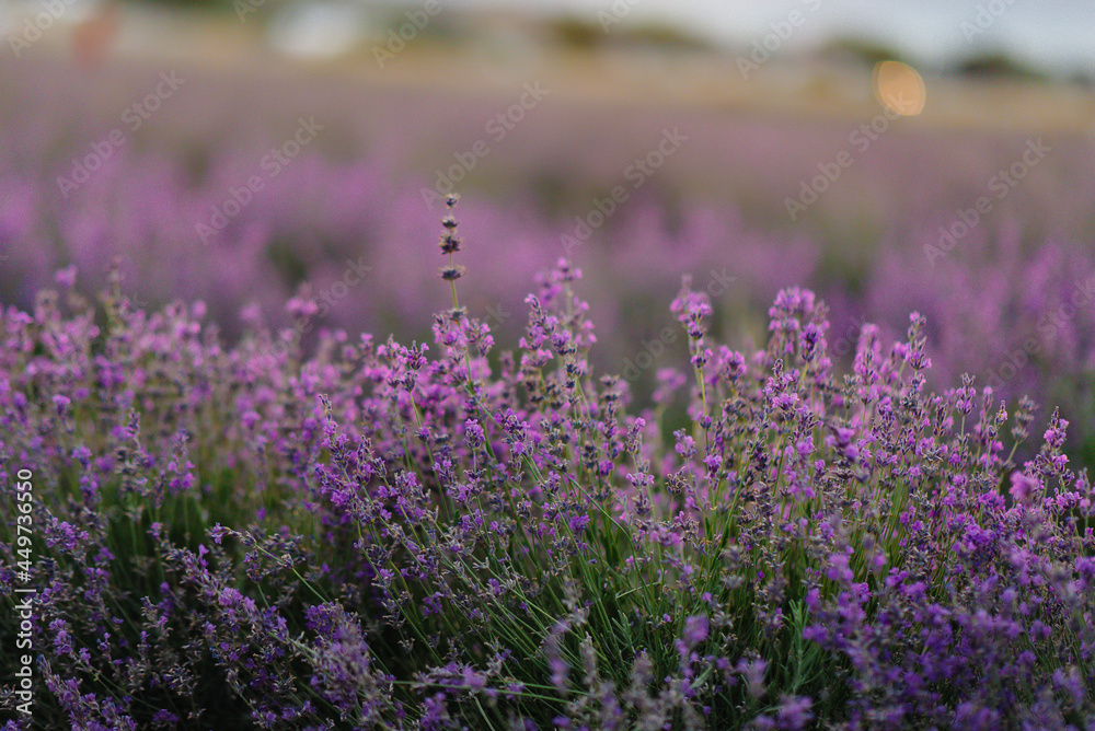 Naklejka premium Beautiful lavender flowers close-up on a lavender field during sunset. Colorful and beautiful nature. Growing lavender for cosmetics.