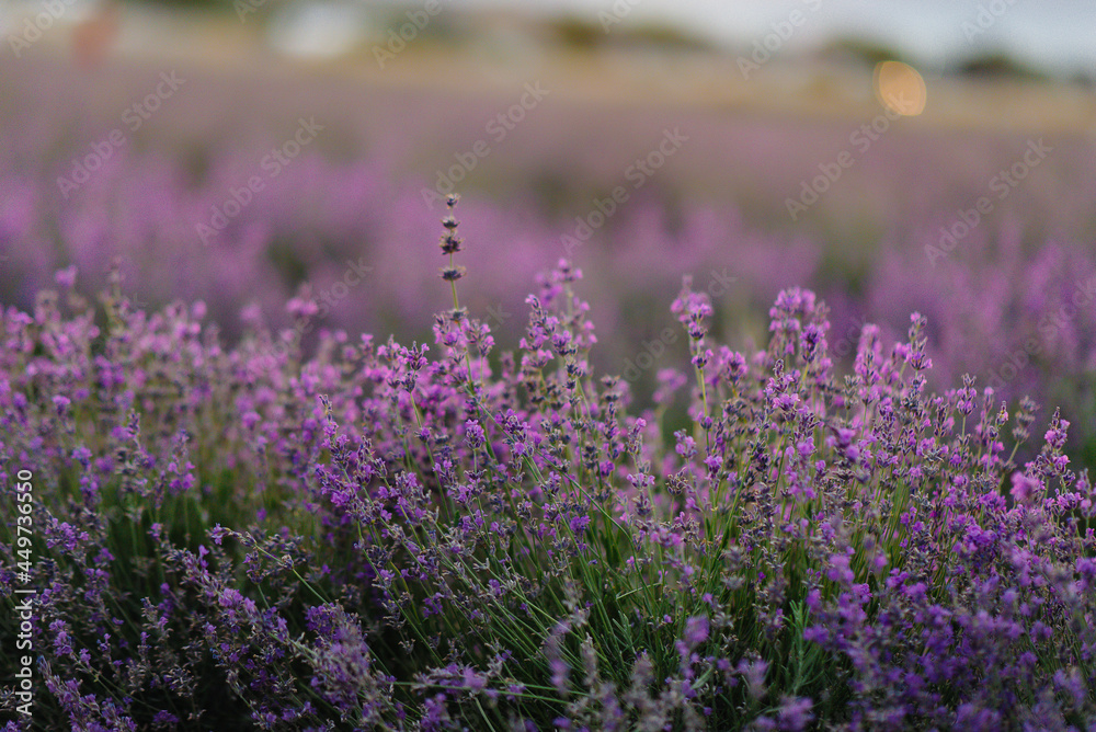 Beautiful lavender flowers close-up on a lavender field during sunset. Colorful and beautiful nature. Growing lavender for cosmetics.