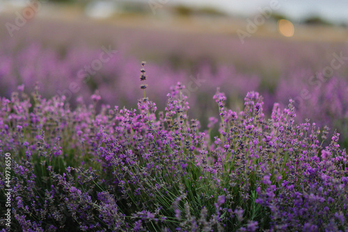 Beautiful lavender flowers close-up on a lavender field during sunset. Colorful and beautiful nature. Growing lavender for cosmetics.