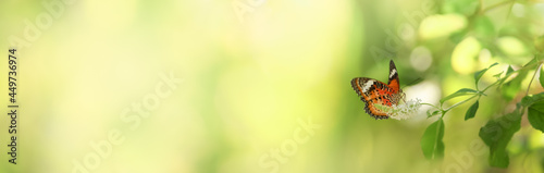 Closeup of orange and black butterfly with white flower on blurred green leaf background under sunlight with copy space using as background natural flora insect, ecology cover page concept.