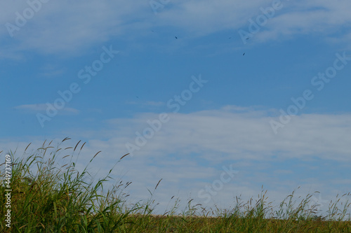 grass and sky