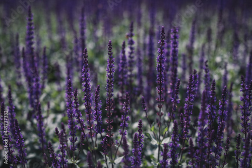 Fresh blooming purple lavender in the field. Beauty of nature.