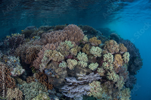 A healthy coral reef thrives in shallow water in Raja Ampat, Indonesia. This region is known for its spectacular marine biodiversity and is called the heart of the Coral Triangle.
