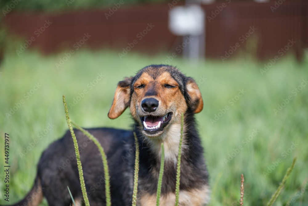 Beautiful stray dogs in a shelter on a personal plot.