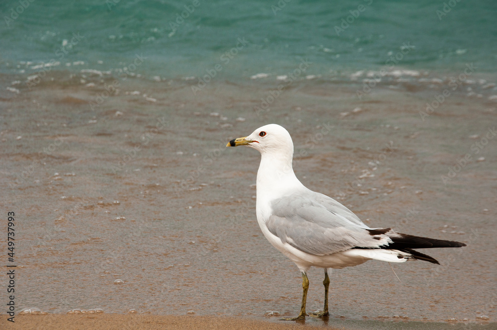 seagull on the beach seagull on the beach