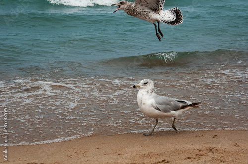 seagulls on the beach