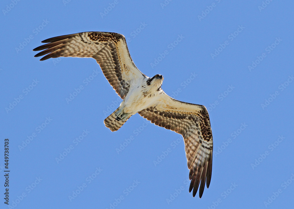 Fototapeta premium Osprey Flying in Bright Blue Sky