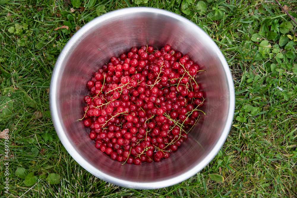 bowl of red currants bowl of red currants