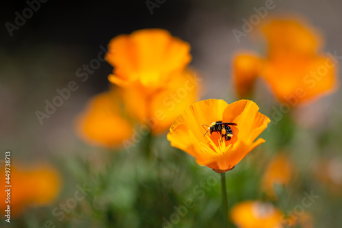 Cuadro en lienzo Native Bumblebee Pollinating California Orange Poppy Flower