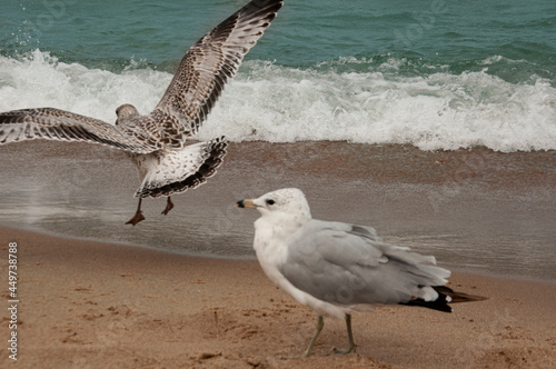 seagulls on the beach