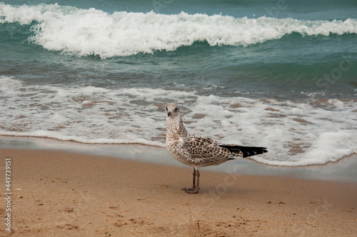 bird on the beach