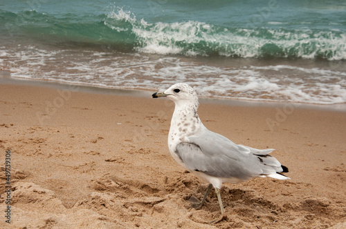 seagull on the beach