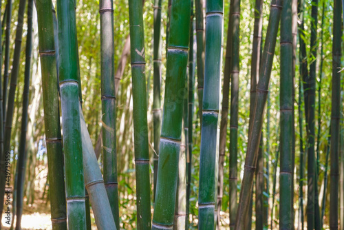 Sunlight filters through a Bamboo forest showing the various colors of the bark from brown to green