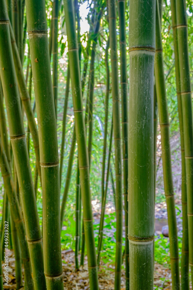 Fototapeta premium Closeup vertical image of a grove of bamboo trees