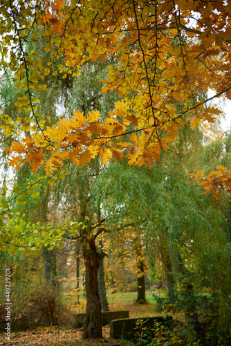 Jesień barwi liście dębów i miłorzębów.. Turyści opuścili ścieżki przyrodnicze, w lesie i parku panuje cisza.